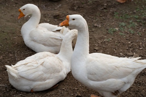 公鹅会不会下蛋，公鹅不会下蛋