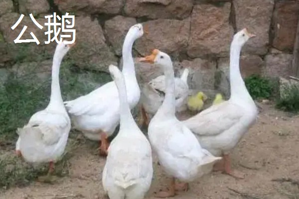 公鹅会不会下蛋，公鹅不会下蛋