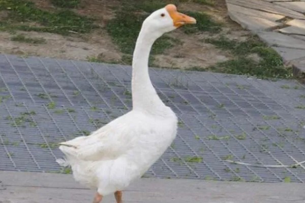 公鹅会不会下蛋，公鹅不会下蛋