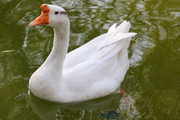 公鹅会不会下蛋，公鹅不会下蛋