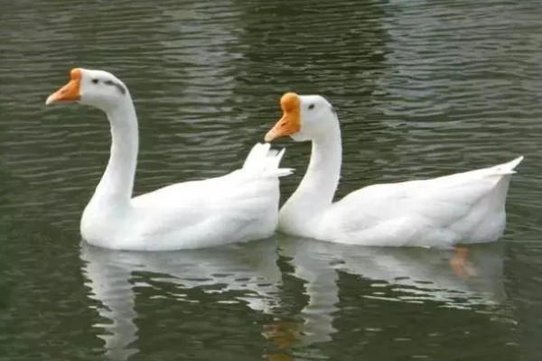 公鹅会不会下蛋，公鹅不会下蛋