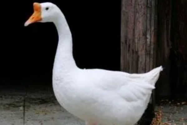 公鹅会不会下蛋，公鹅不会下蛋