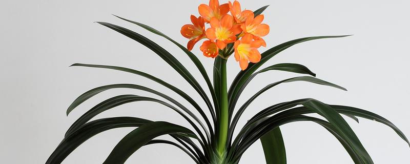 家中适合养哪些花，推荐君子兰、绿萝等