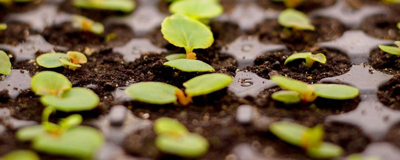 苦瓜种子发芽慢的解决办法，可浸种催芽