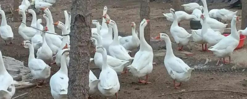 公鹅会不会下蛋，公鹅不会下蛋