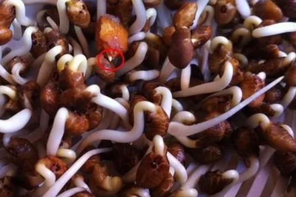 苦瓜种子发芽慢的解决办法，可浸种催芽