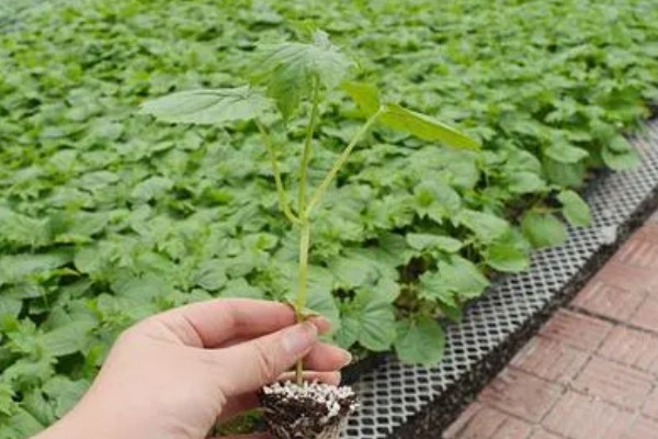 苦瓜种子发芽慢的解决办法，可浸种催芽