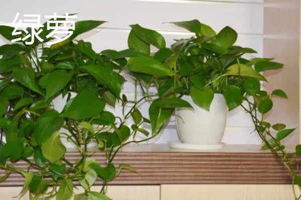 家中适合养哪些花，推荐君子兰、绿萝等