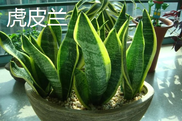 家中适合养哪些花，推荐君子兰、绿萝等