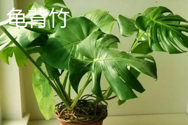 家中适合养哪些花，推荐君子兰、绿萝等