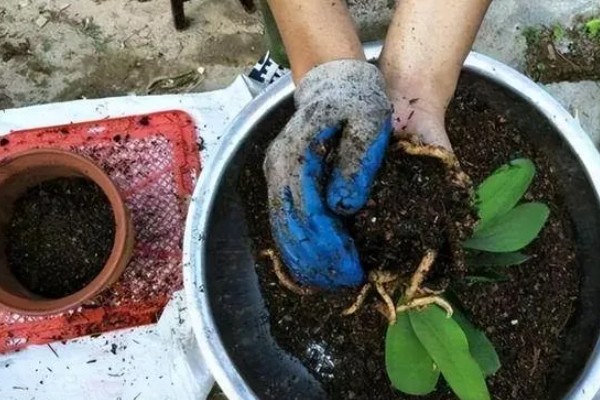 家中适合养哪些花，推荐君子兰、绿萝等