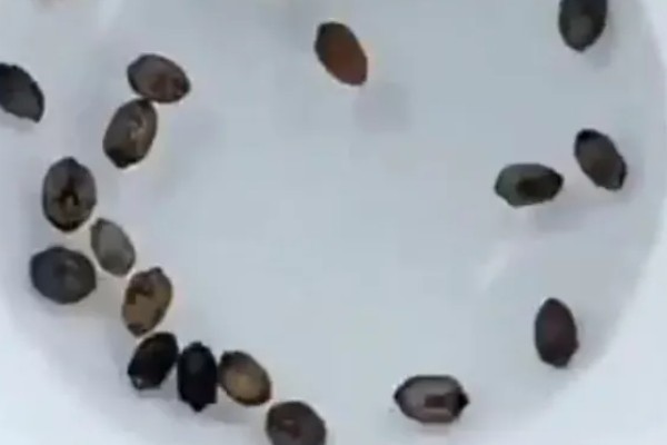 苦瓜种子发芽慢的解决办法，可浸种催芽