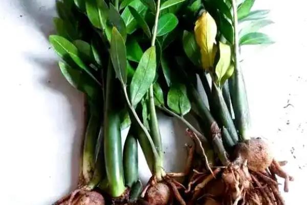 金钱树秋季浇水间隔，每隔3-5天浇一次