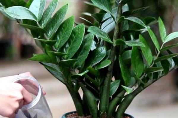 金钱树秋季浇水间隔，每隔3-5天浇一次