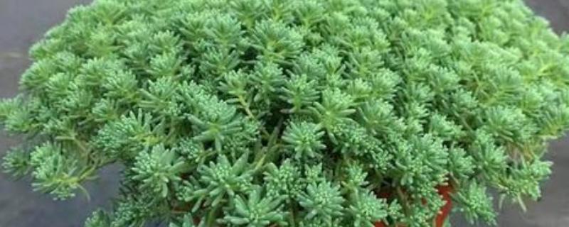 薄雪万年草如何过冬，需保持充足的光照