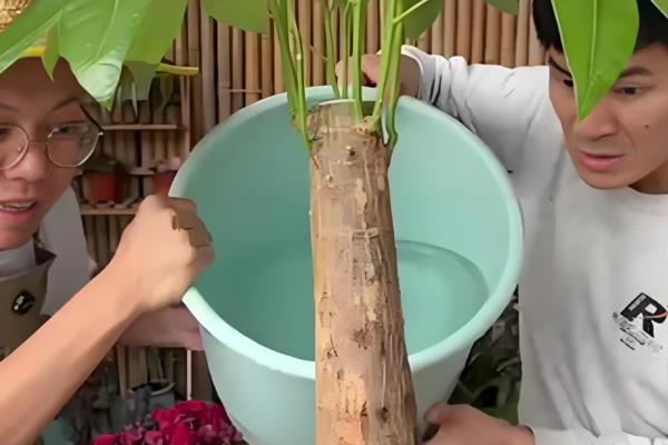 金钱树秋季浇水间隔，每隔3-5天浇一次