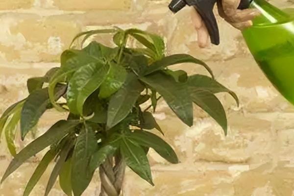 金钱树秋季浇水间隔，每隔3-5天浇一次