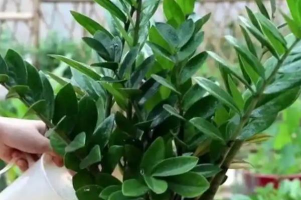 金钱树秋季浇水间隔，每隔3-5天浇一次