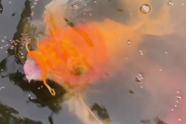 锦鲤胡须断了还会长吗，大多会重新长出来