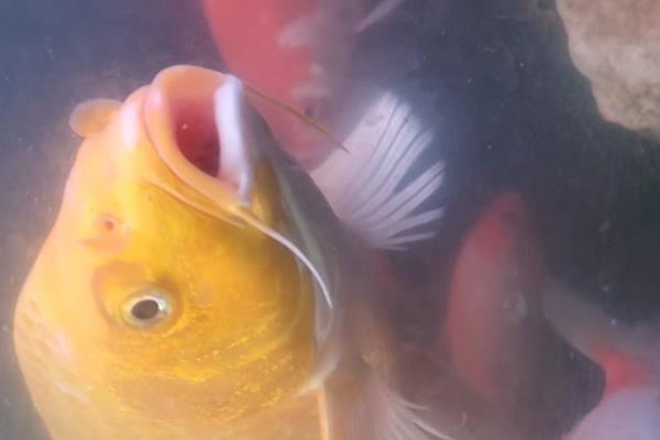 锦鲤胡须断了还会长吗，大多会重新长出来