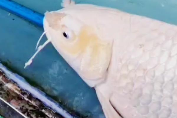 锦鲤胡须断了还会长吗，大多会重新长出来