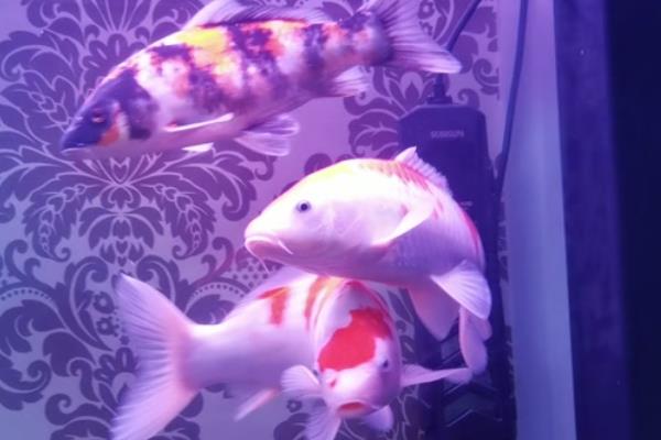 锦鲤胡须断了还会长吗，大多会重新长出来