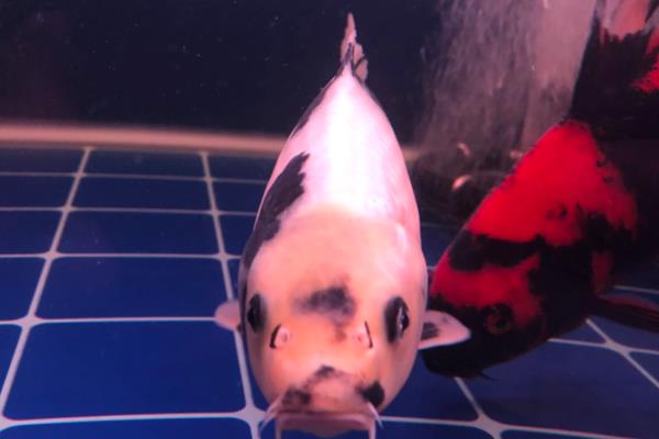 锦鲤胡须断了还会长吗，大多会重新长出来