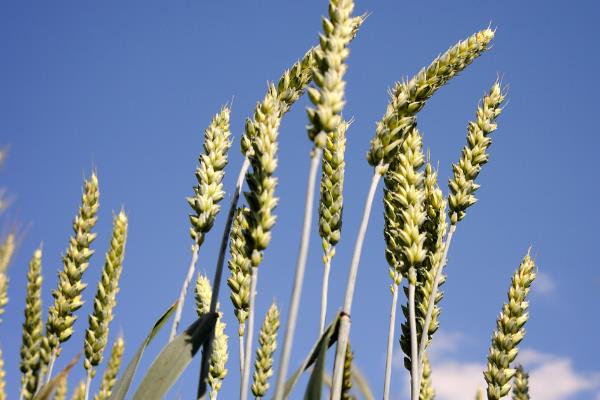 小麦盛花期能打药吗，最好是不要在这个时期打药