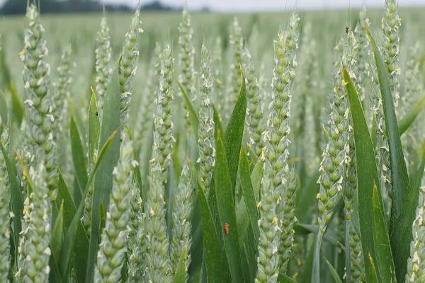 小麦盛花期能打药吗，最好是不要在这个时期打药