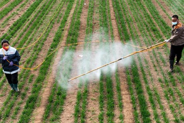 小麦盛花期能打药吗，最好是不要在这个时期打药