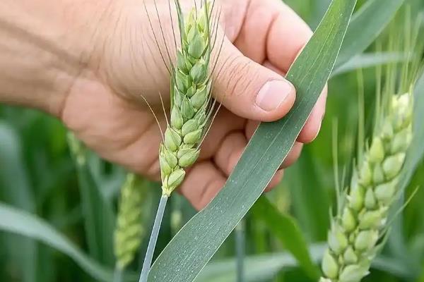 小麦盛花期能打药吗，最好是不要在这个时期打药