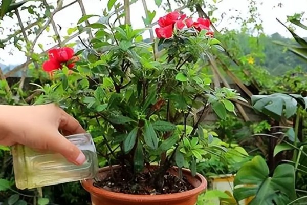 杜鹃花叶片枯萎如何解决，剪除黄叶并喷施多菌灵