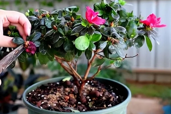 杜鹃花叶片枯萎如何解决，剪除黄叶并喷施多菌灵