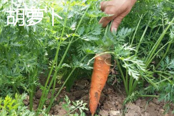 白萝卜和胡萝卜的区别，前者属于十字花科、后者属于伞形科