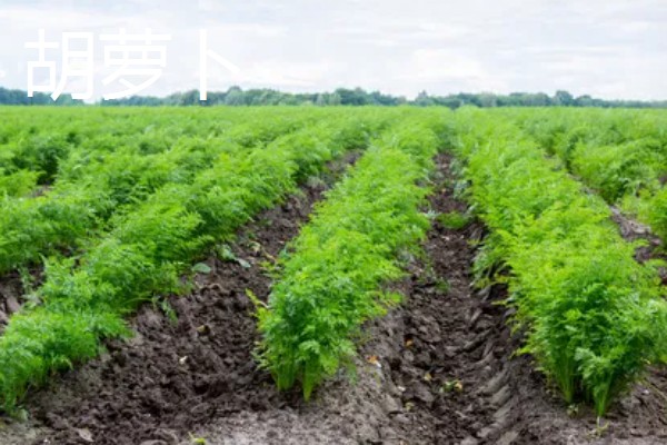 白萝卜和胡萝卜的区别，前者属于十字花科、后者属于伞形科