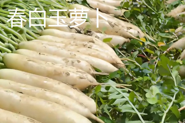 白萝卜和胡萝卜的区别，前者属于十字花科、后者属于伞形科