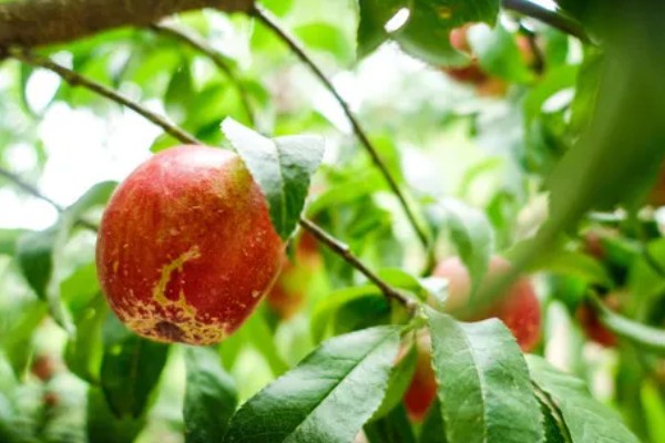 油桃表面为何有花皮，幼果缺少硼元素