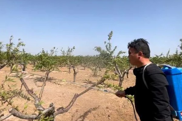 油桃表面为何有花皮，幼果缺少硼元素