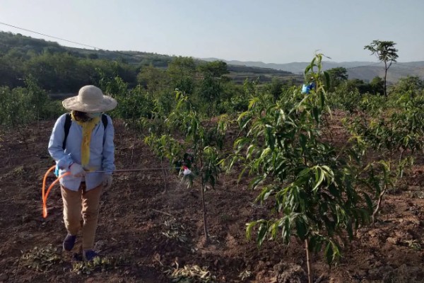 油桃表面为何有花皮，幼果缺少硼元素