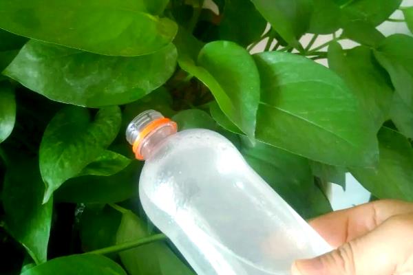 绿萝叶子发蔫怎么处理，需要正确浇水