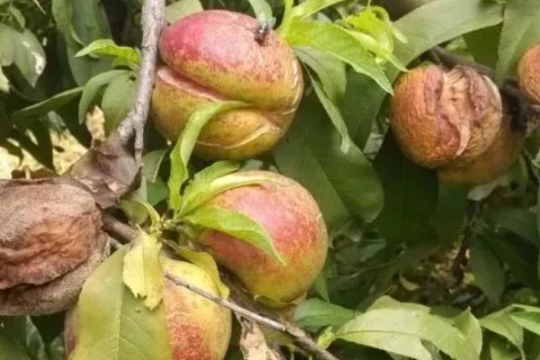 油桃表面为何有花皮，幼果缺少硼元素