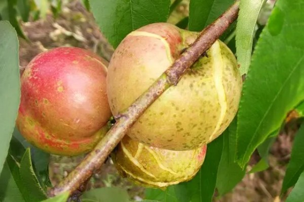 油桃表面为何有花皮，幼果缺少硼元素