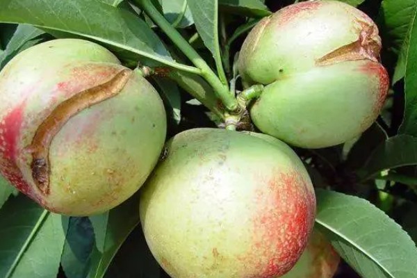 油桃表面为何有花皮，幼果缺少硼元素