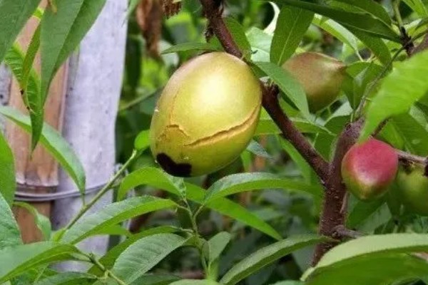 油桃表面为何有花皮，幼果缺少硼元素
