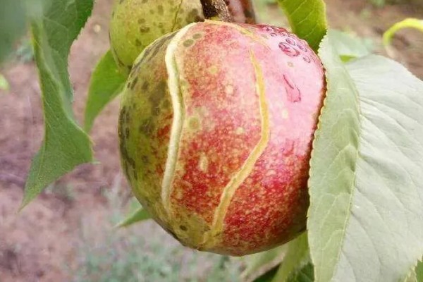 油桃表面为何有花皮，幼果缺少硼元素