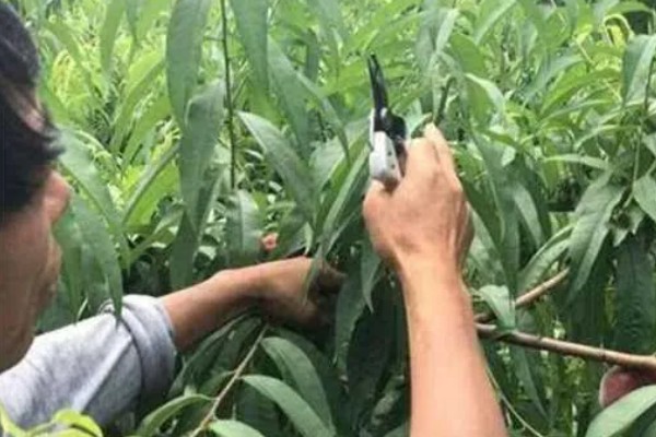 油桃表面为何有花皮，幼果缺少硼元素