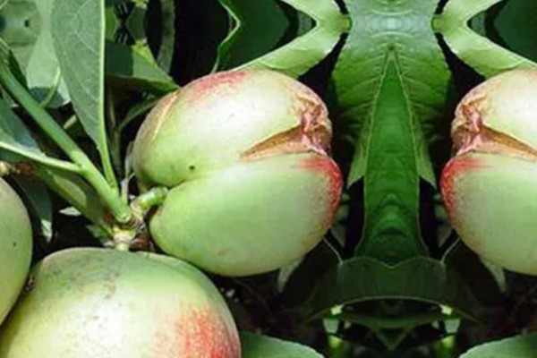 油桃表面为何有花皮，幼果缺少硼元素