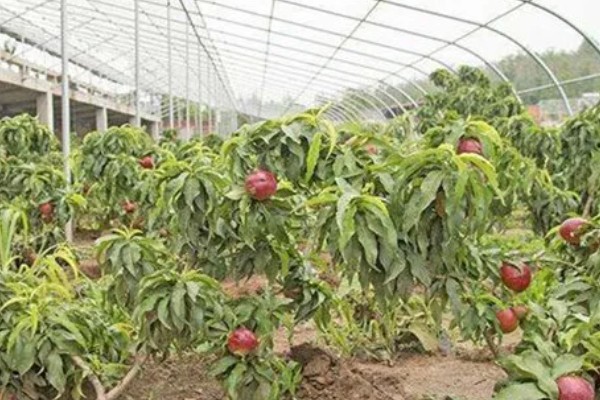 油桃表面为何有花皮，幼果缺少硼元素