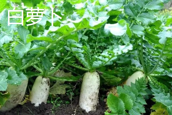 白萝卜和胡萝卜的区别，前者属于十字花科、后者属于伞形科