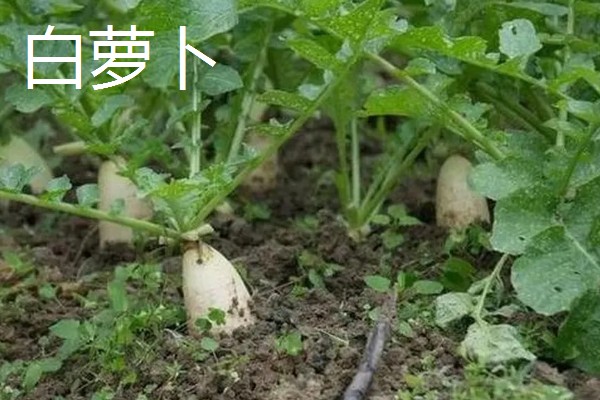 白萝卜和胡萝卜的区别，前者属于十字花科、后者属于伞形科